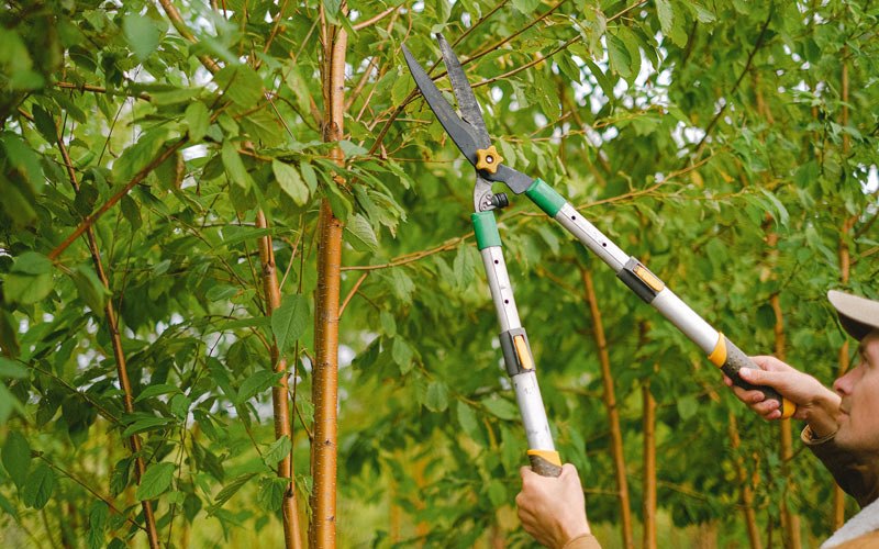 Tree trimming in Warrensville, NC