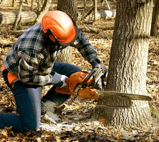 Tree Removal in Warrensville, NC
